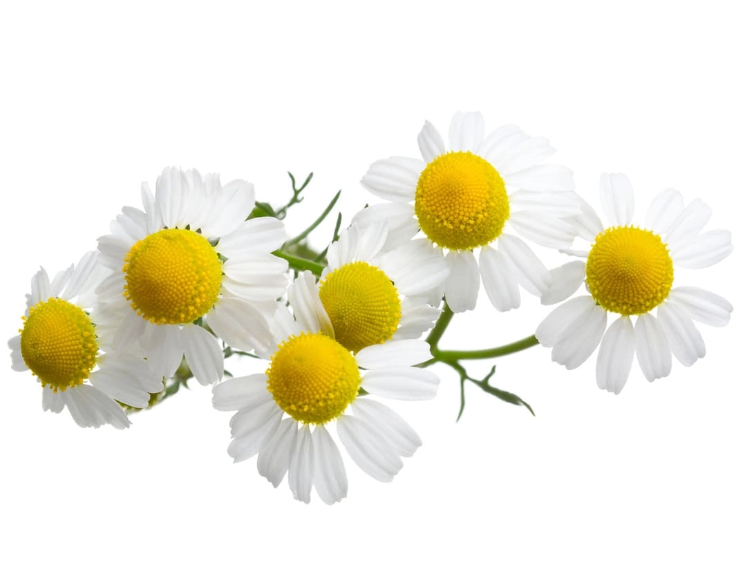 German Chamomile Helps in Improving Fertility