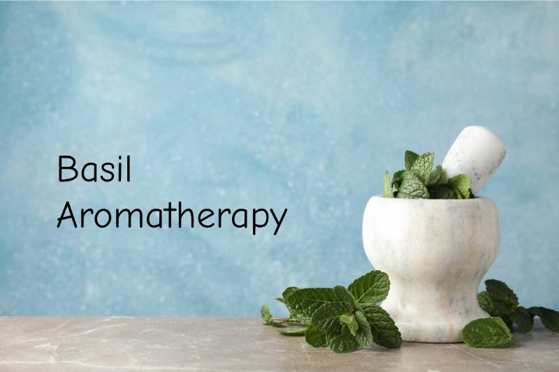 Basil Aromatherapy: Discover Amazing Diffuser Blends
