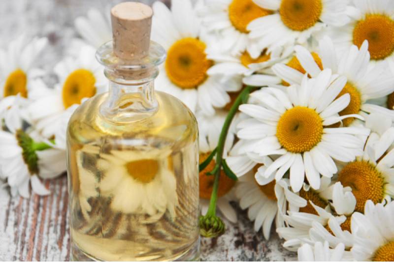German Chamomile Helps in Improving Fertility