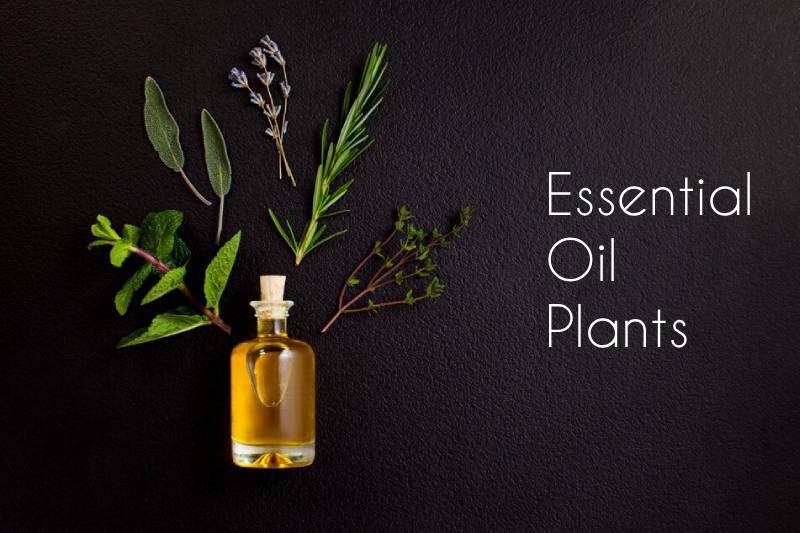 Essential Oil Plants: Your Guide to Top 13 Health Boosters