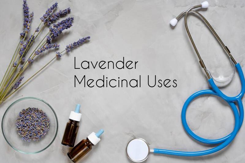 lavender oil for medicinal use with natural ingredient, bottle and stethoscope