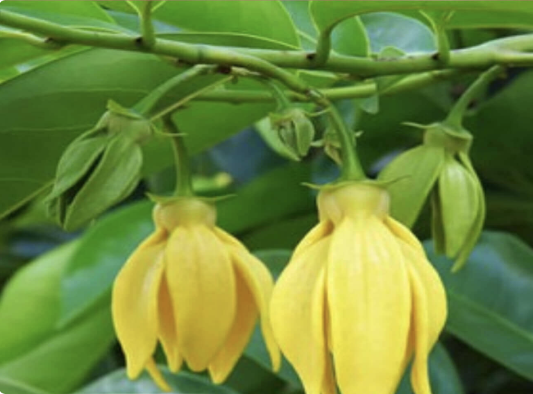 Ylang Ylang Essential Oil Research Report