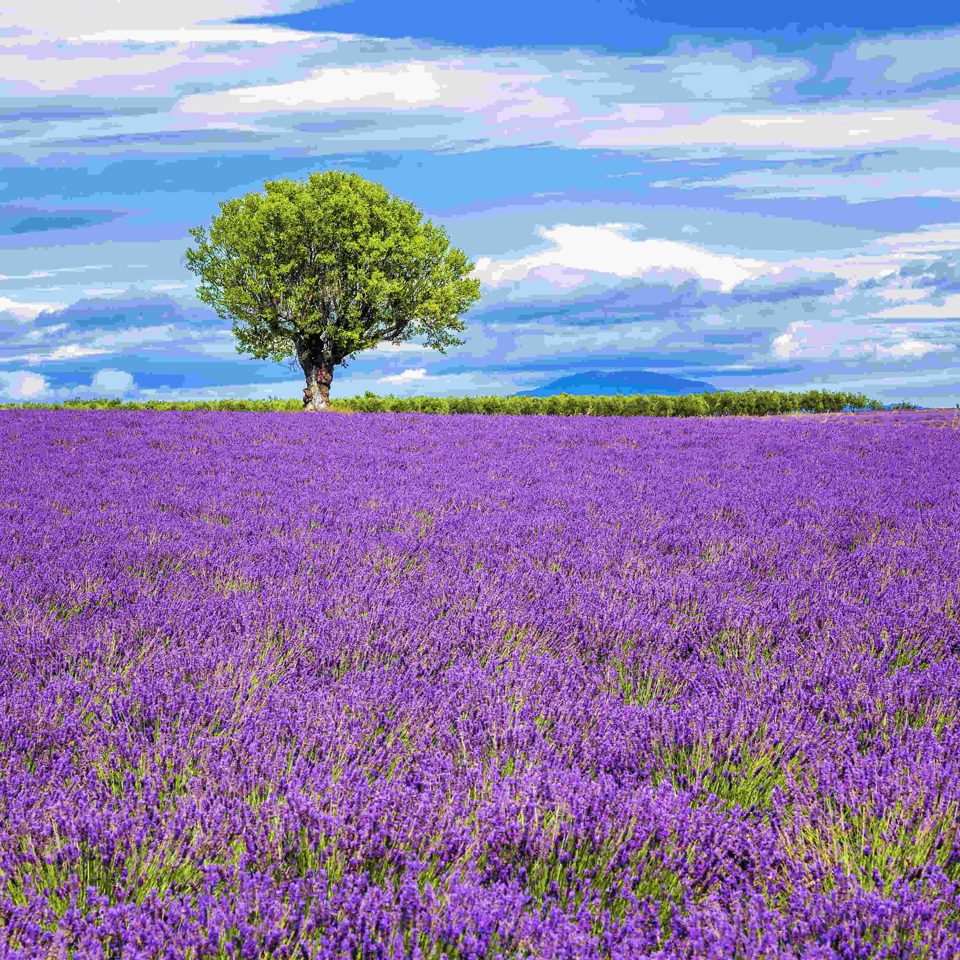 Research Paper on Lavender Essential Oil